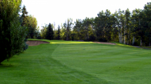Spruce 6