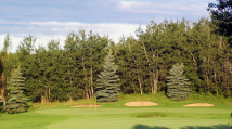 Spruce 7